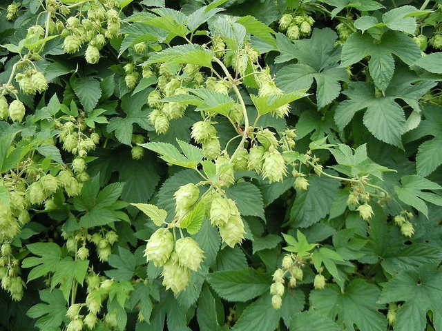 Houblon (Humulus lupulus)