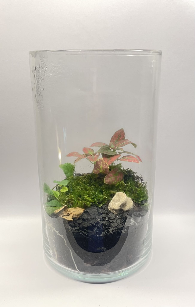 Biosphère bioactive "fittonia"