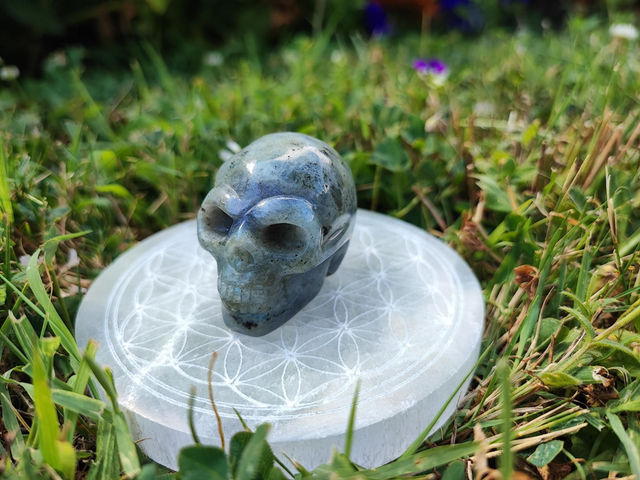 Crâne Labradorite A+