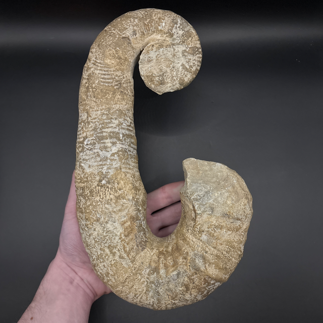 Ancyloceras Heteromorph Ammonite 