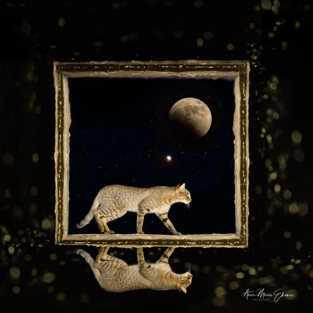 Tirage Dibond Windows at Night Wild cat