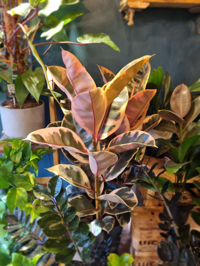 Ficus Belize in 27cm pot 95cm tall. 