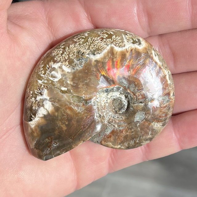 Ammonite opalisée de Madagascar