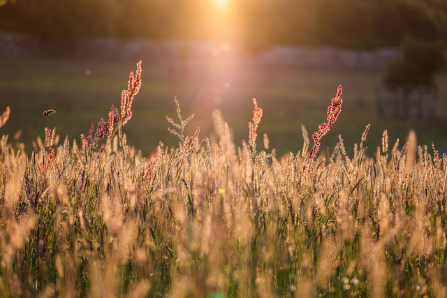 Signed Limited Edition Print - Hay Meadow