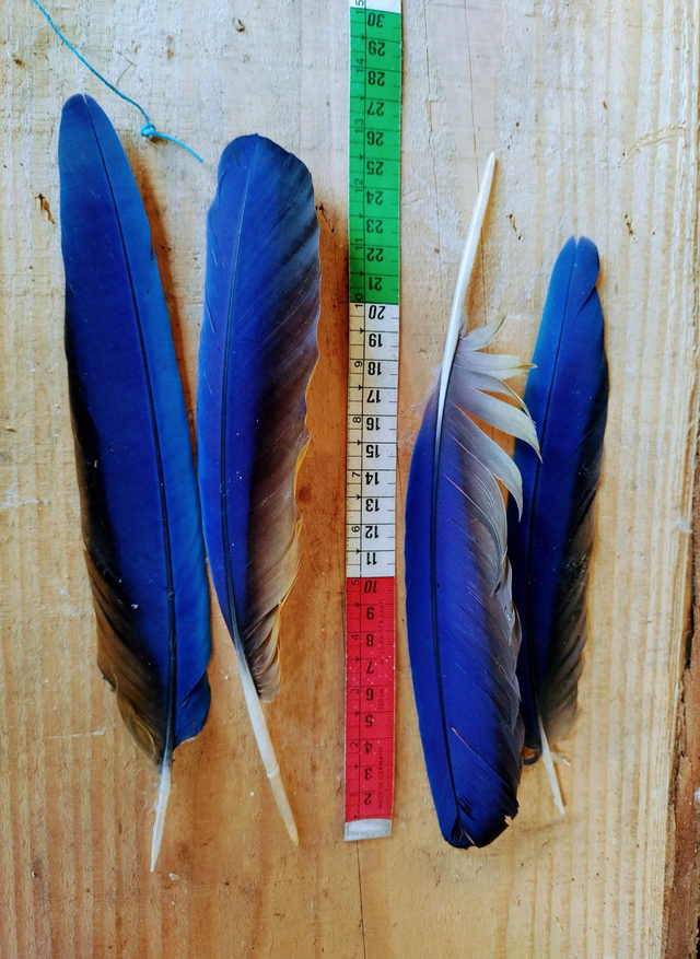 Penne di Ara Blue Dorata