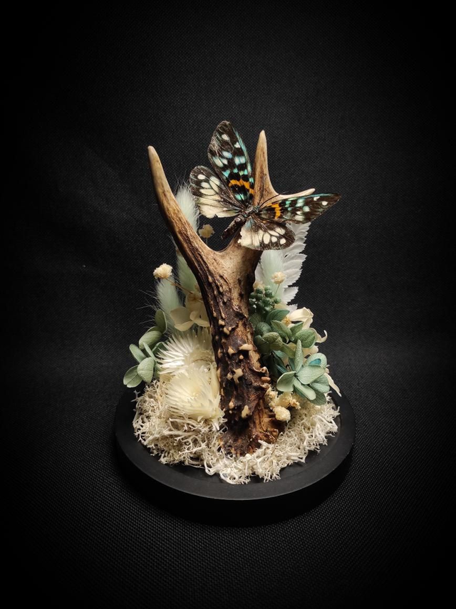 Diorama Papillon bois de Chevreuil 