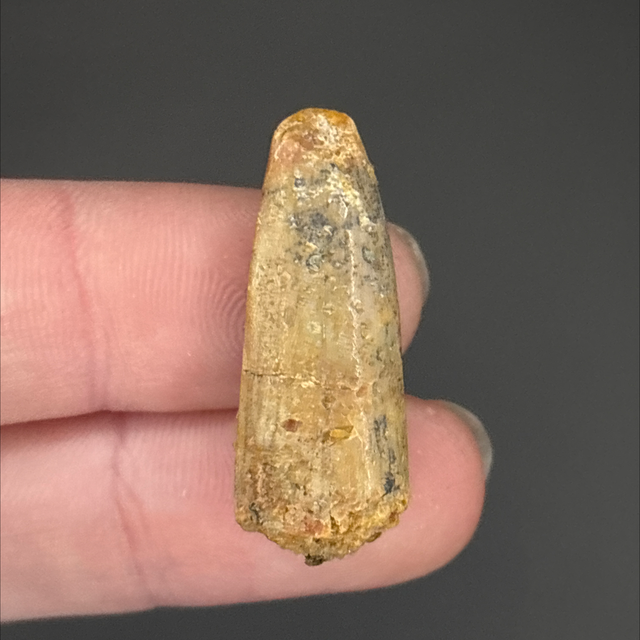 Rebbachisaurus Tooth