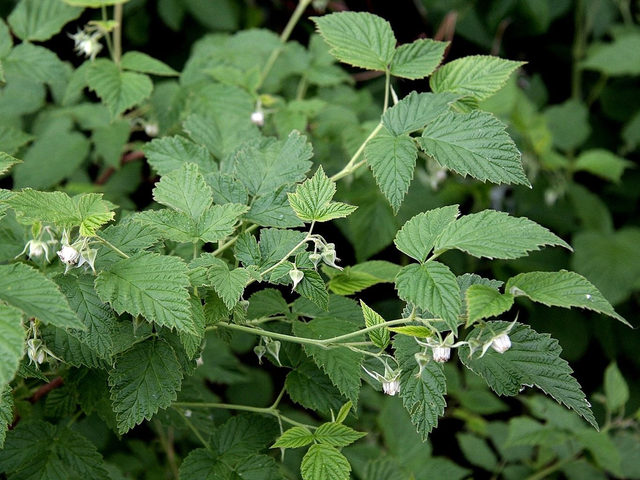 Nouvelle Femme - (ménopause) bio 25g