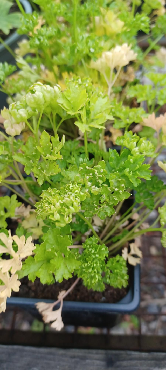 Parsley Moss Curled