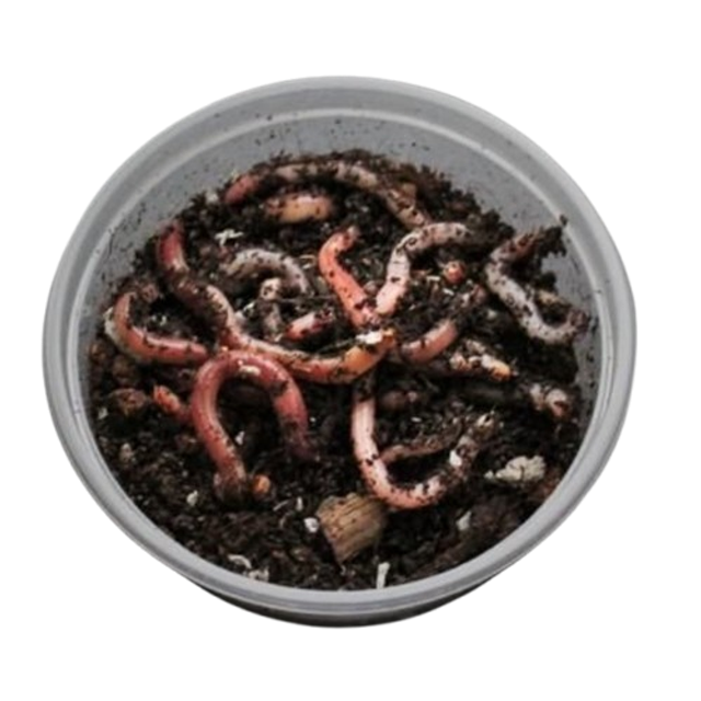 Vers Dendrobaena x15