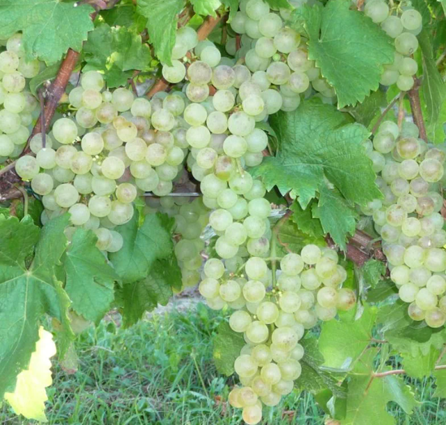 VIGNE de table Chasselas doré