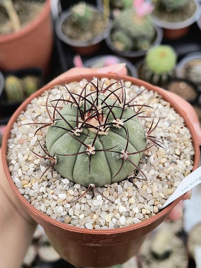 Gymnocalycium cabreraense VoS 2122
