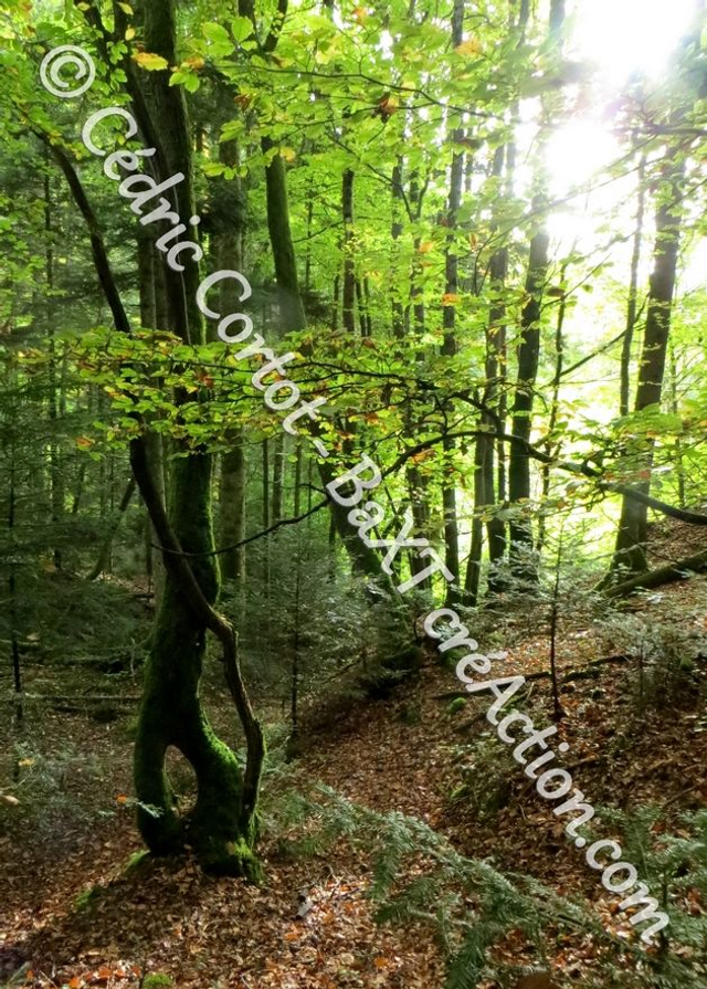 Carte postale - Paysages et divers (Ref IMG_8771)