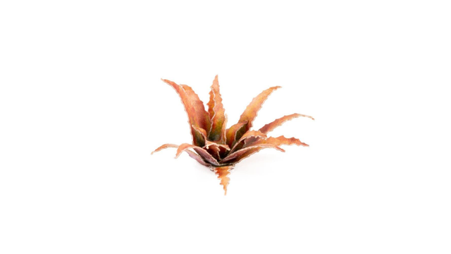 Laser Plants - Red Aloe