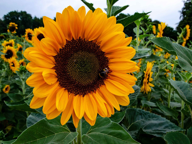 Parure tournesol