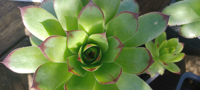 Sempervivum tectorum