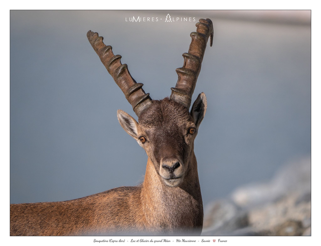 Bouquetin Glacier du Grand Méan 202307-01