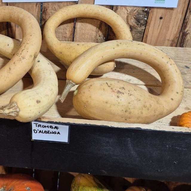 Courge Tromba d'Albenga