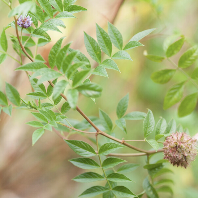 Réglisse du Yunnan AB - Glycyrrhiza yunnanensis