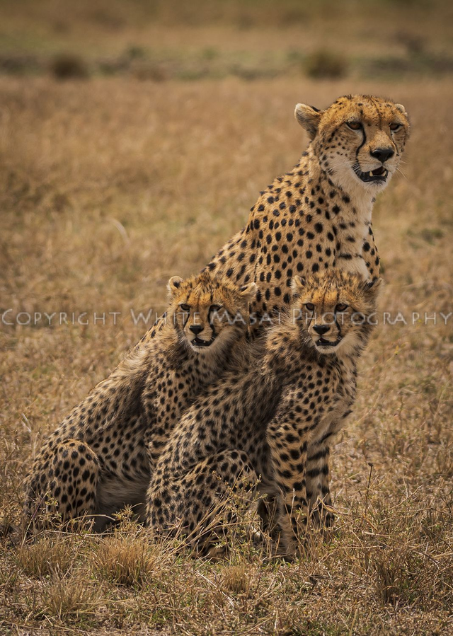 Nashipae the female cheetah protects her cubs 