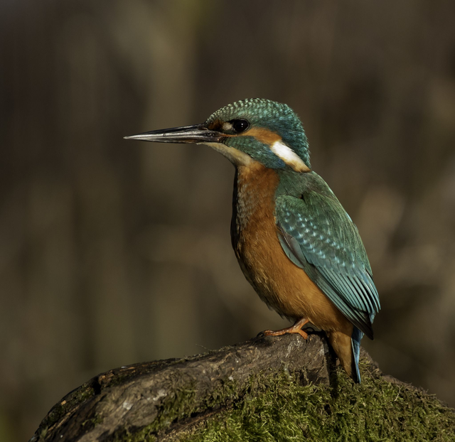 30 x 30 cm Kingfisher 1 