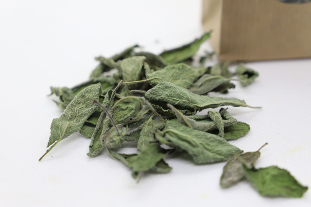 Sauge officinale 