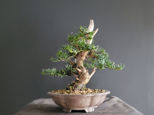 (A005) taxus cuspidata