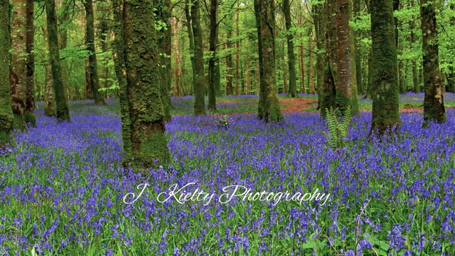 Bluebell Wood, Knockvicar, County Roscommon. 