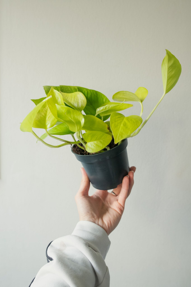 Epipremnum Neon (pothos) 🌿