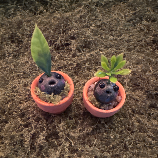 Seedlings x2