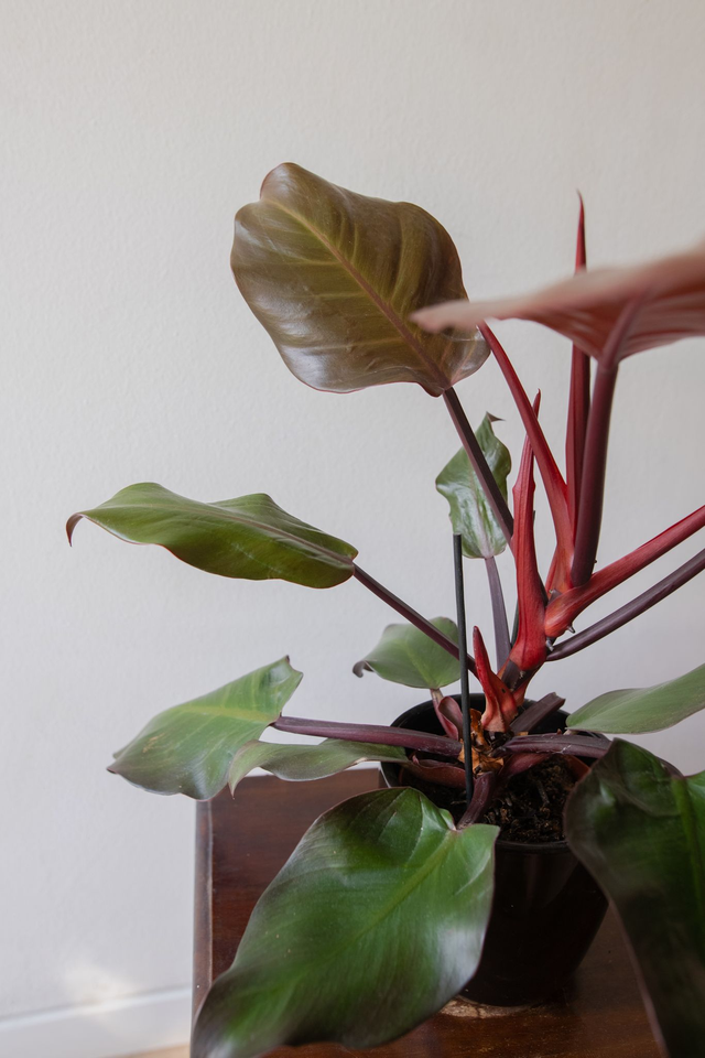 Philodendron Sunlight 🌿