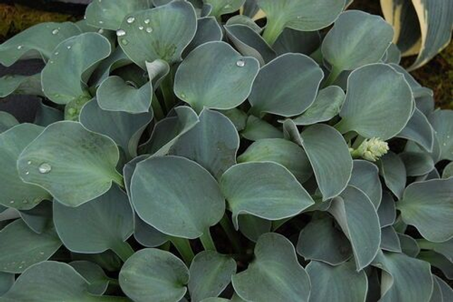 Hosta 'Blue Mouse Ears' P9