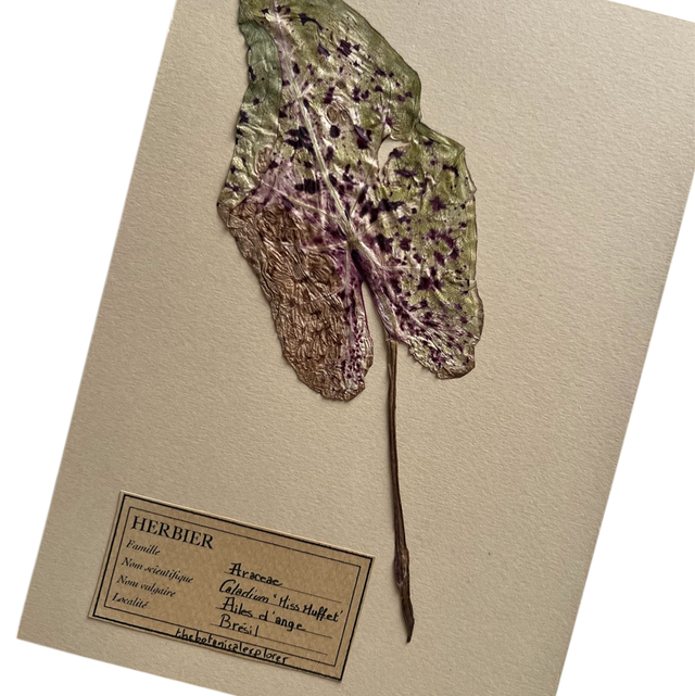 Herbier A5 vintage affiche botanique Caladium