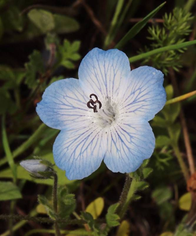Boucles d'oreilles Nemophila
