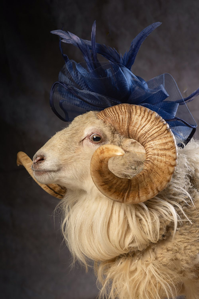 Donald 2 - Hochformat