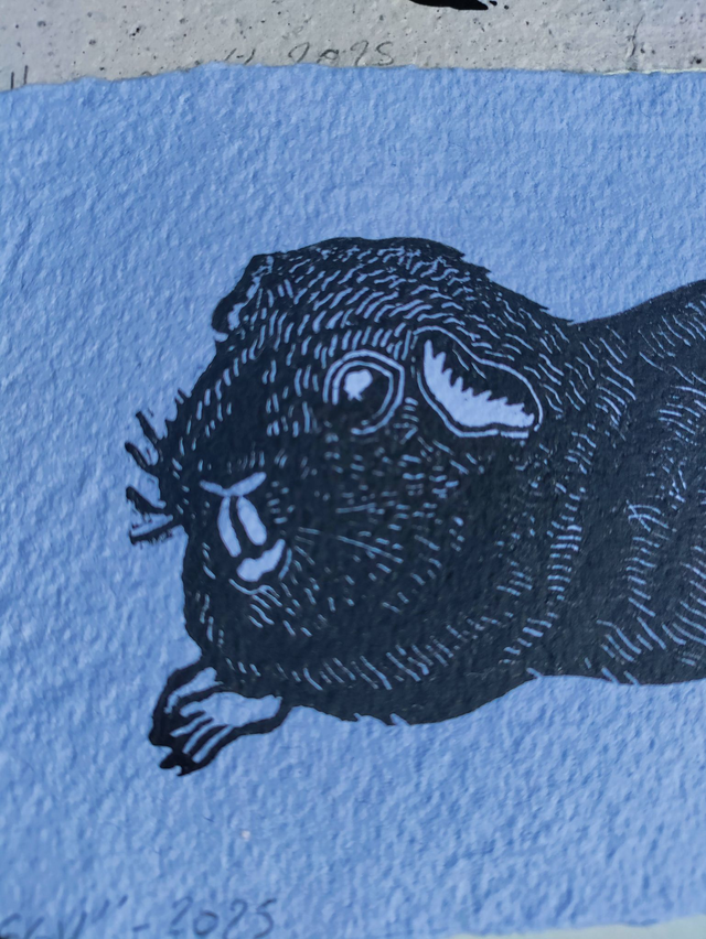 linogravure " Iggy" , cochon d'inde noir 10X15 cm