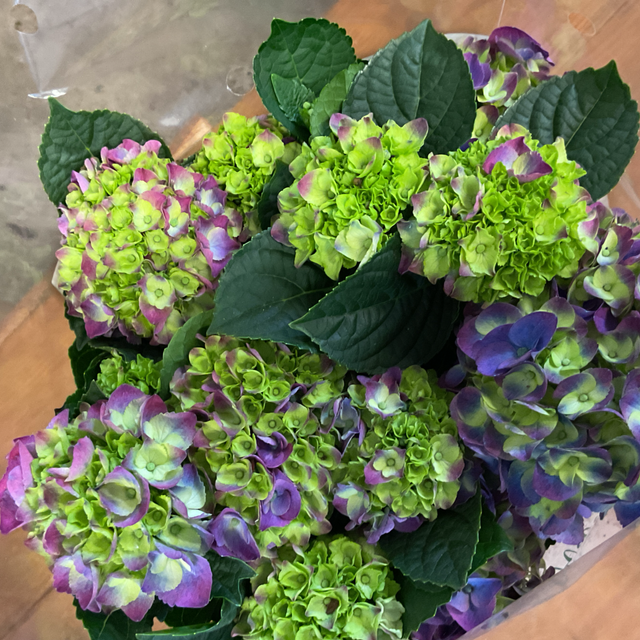 Hydrangea