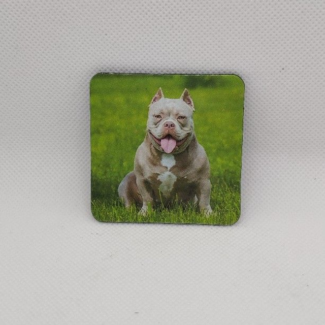 Chien - American Bully gris et blanc