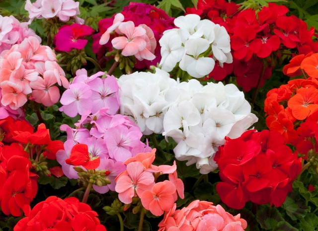 Geranium - Horizon Mixed: 6 Jumbo Plants (Ref: I)