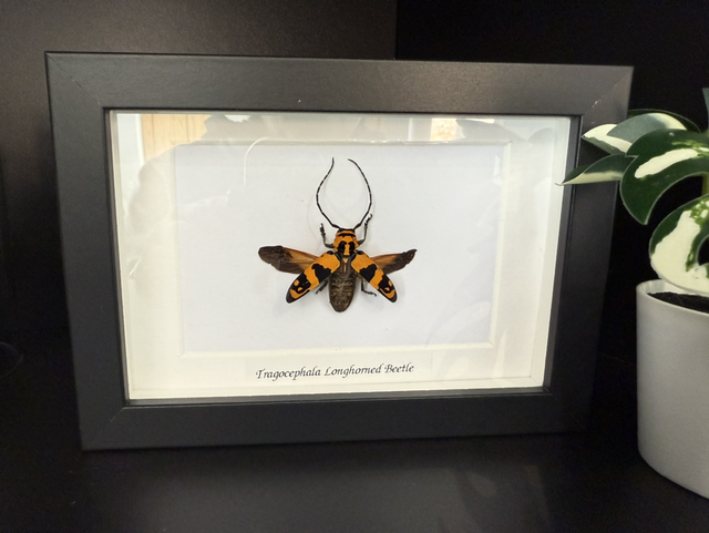 Tragocephala longhorned beetle