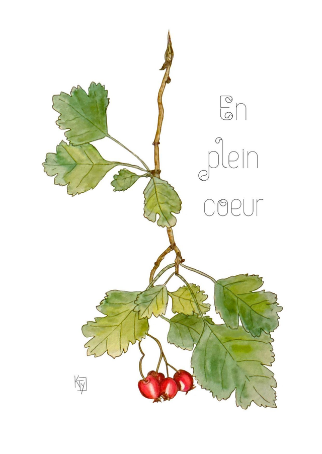 Carte postale botanique - Aubépine "En plein coeur"