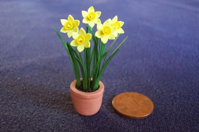 Daffodils in terracotta pot