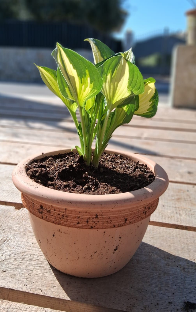 L26 . Hosta Elegans in vaso "Campanella graffiata"