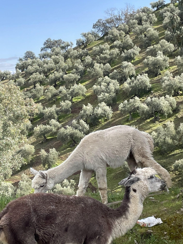 Adopt two olivetrees