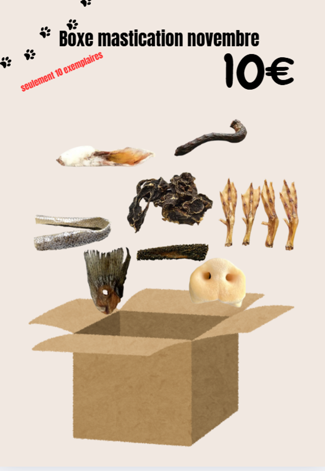 boxe de novembre pour chien