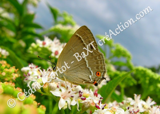 2 - Carte postale - Le petit monde du Vivant (Ref Pap 22)