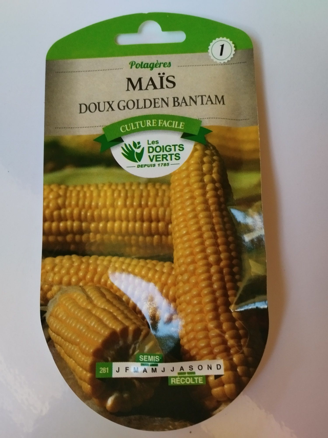 Maïs doux golden bantam