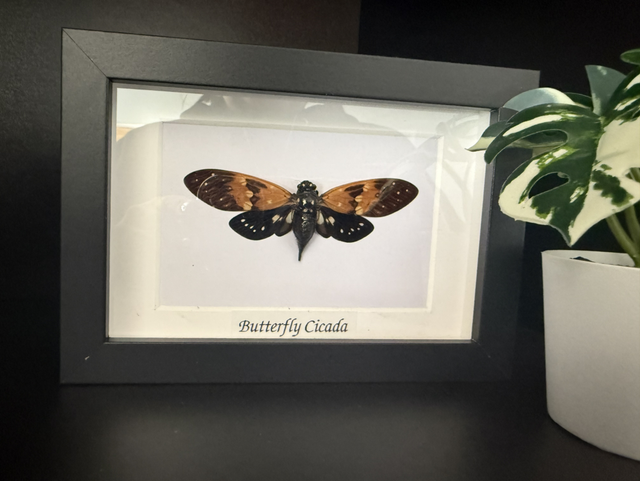 Butterfly Cicada 