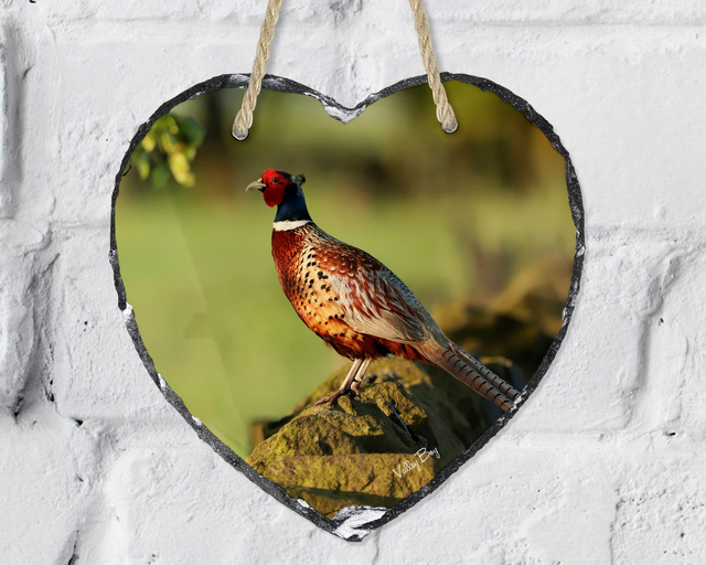 “Rufus Pheasant” Heart Slate   