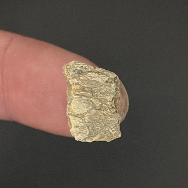 Ichthyosaur Bone Fragment